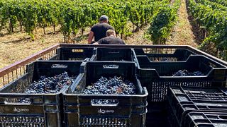 Tenuta il Quinto Winery