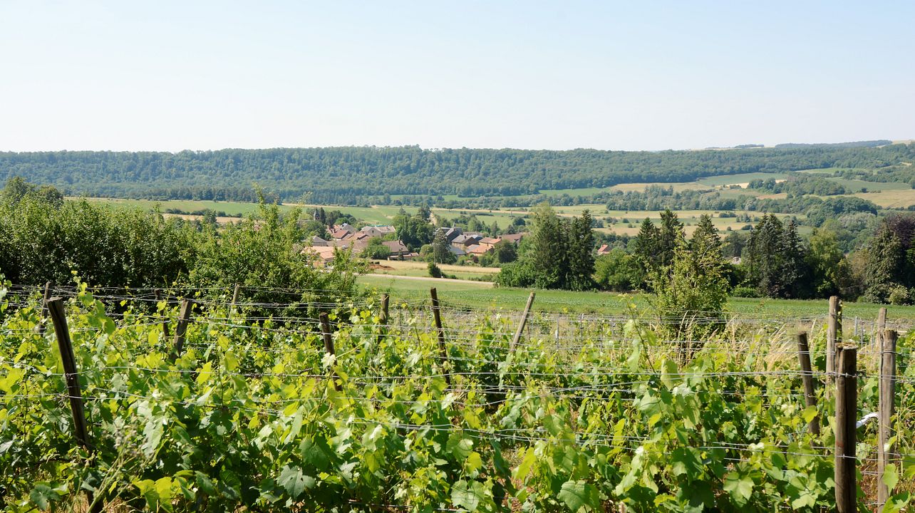 Visite guidée et dégustation de vins au Poirier du Loup