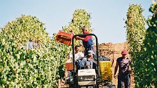 Erik Banti Winery