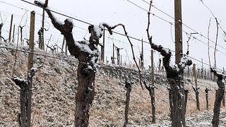La Viarte Winery