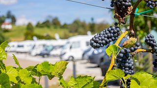 Hažić Wine Camp – dégustation de vins avec hébergement