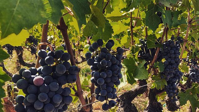 Tenuta La Macchia
