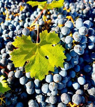 Peter Falke Wines