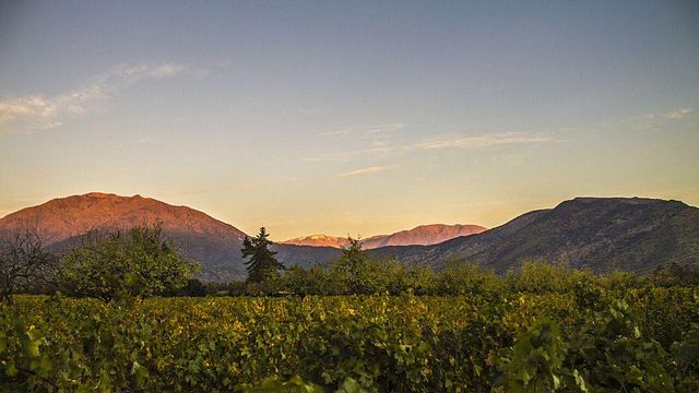 Degustação de vinhos e tour na vinícola Antiyal