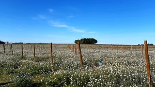 Mas Carlot Winery