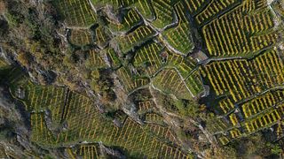 Triasso-Sassella Winery