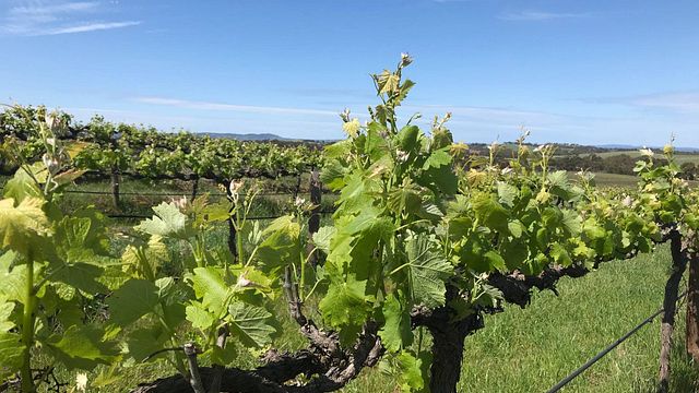 Zitta Wines