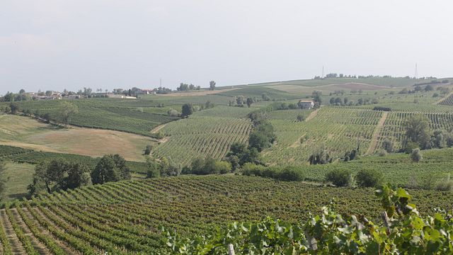 Beliebte Weinprobe und Tour bei Mossi 1558