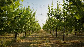 Degustação de vinhos e tour no Bellese Vini