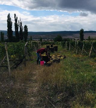 Degustação de vinhos e tour na vinícola Nebi