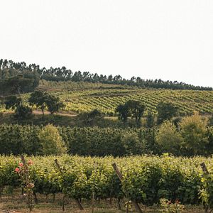 Fique na Quinta do Porto Nogueira By Romana Vini