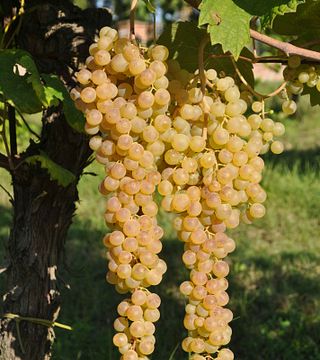 Albana: one variety, many expressions.