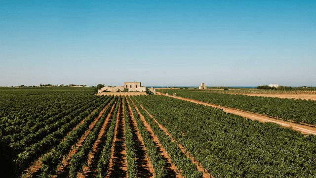 Degustazione Vini Selezione | Tenute Rubino