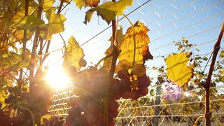 Visita e degustazione presso la Cantina Pock