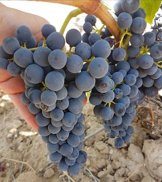 Cata y visita de vinos en Bodegas Ismael Arroyo-Valsotillo