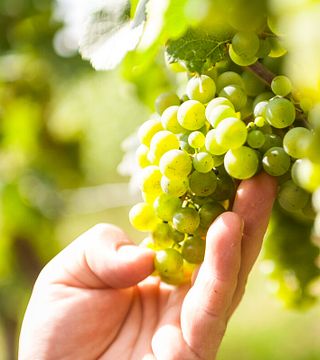Visita à vinícola Hiestand e degustação de vinhos