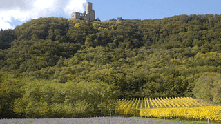 Cata de vinos y visita guiada en Frey