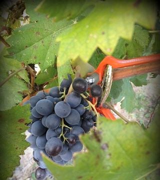 Carlania Celler