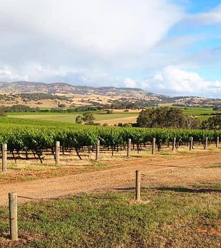 God’s Hill / Scalzi Wines