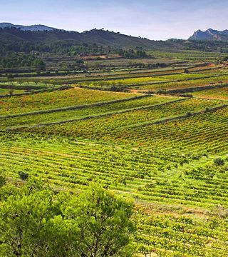 Wine tasting and tour at Celler Bàrbara Forés