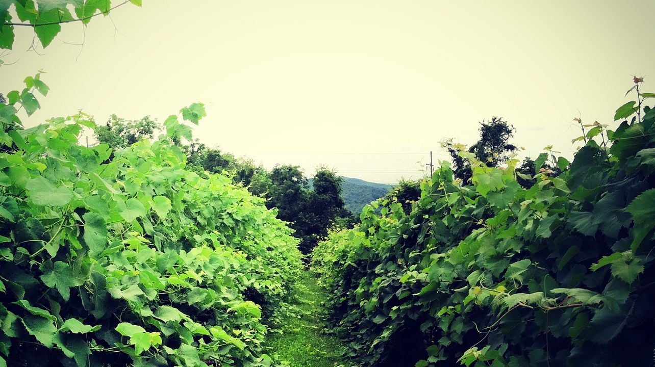 Four Friends Winery
