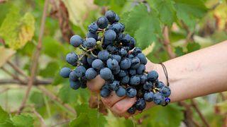 Cata de vinos y visita guiada al Castello Di Luzzano