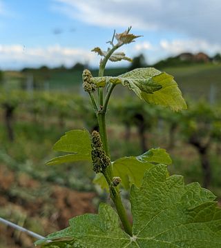 Colle Manora Winery