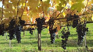 Il Cancelliere Winery