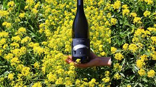 Uma excursão e aula de comparação de vinhos na Tenuta Alois Lageder