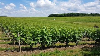 Villandry, Azay-le-Rideau & Vouvray wine tour - Full-day from Amboise