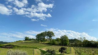 Beconcini Wines