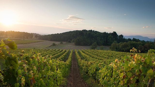 Château Canet: A Historic Wine and Olive Estate