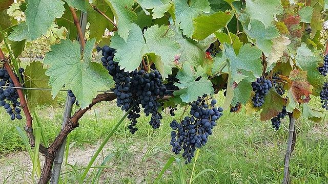 Vinprovning på Wine Art / Ethno