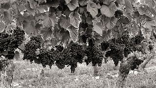 Budeguer Winery