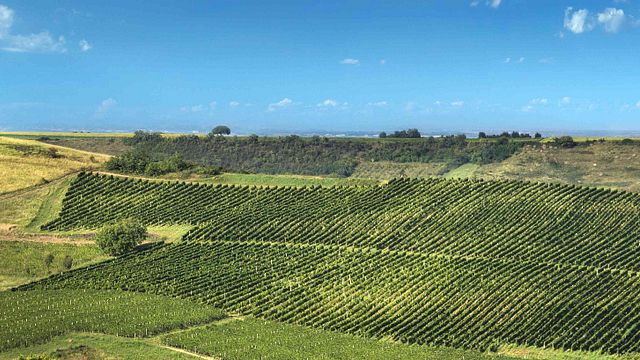 Bikicki Winery