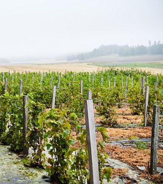 Blaxsta Wine
