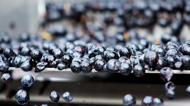 Visita e Degustazione ai Vignobles Bardet 