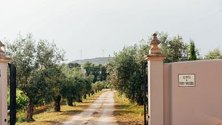 Lisbon Vineyard Tour & Gourmet Wine Tasting