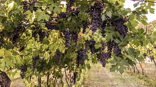 Villa San Carlo Winery