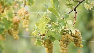 Weinprobe und Tour in Mongioia