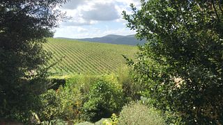 Private Private Tour and Wine Tasting at Castle Wineries in Chianti from Florence