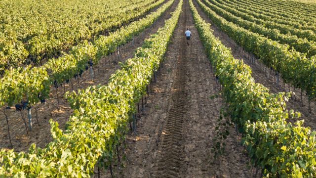 Azienda Agricola Poggio Nibbiale