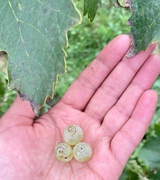 Fattoria Bellosguardo