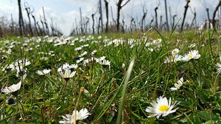 Degustazione di vini e visita al Weinbau Gross