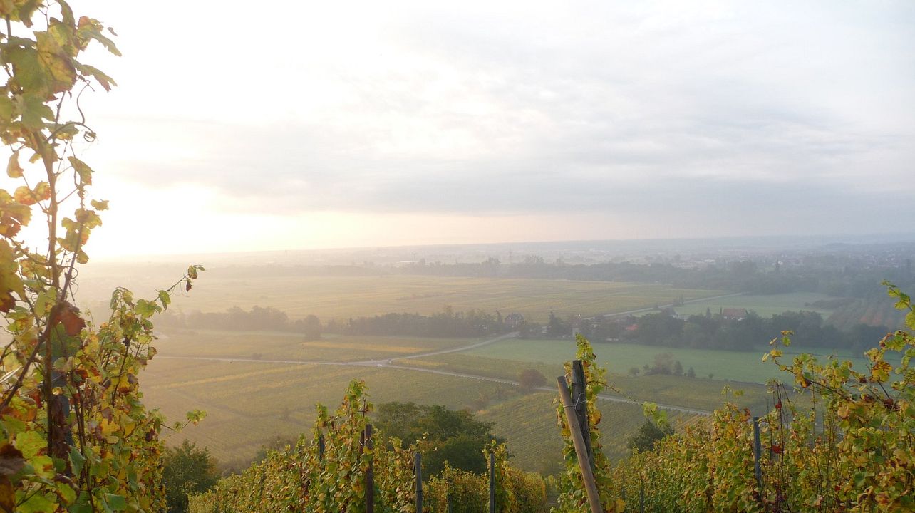 Frey-Sohler Winery