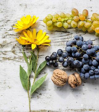 Dégustation de vins et visite à la Tenuta Talamonti