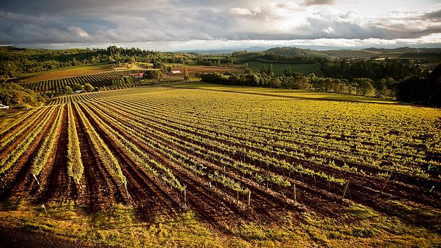 Vinprovning och vingårdstur på Willamette Valley Vineyards