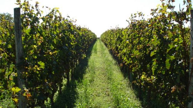 Vinturism på Château Belles Filles