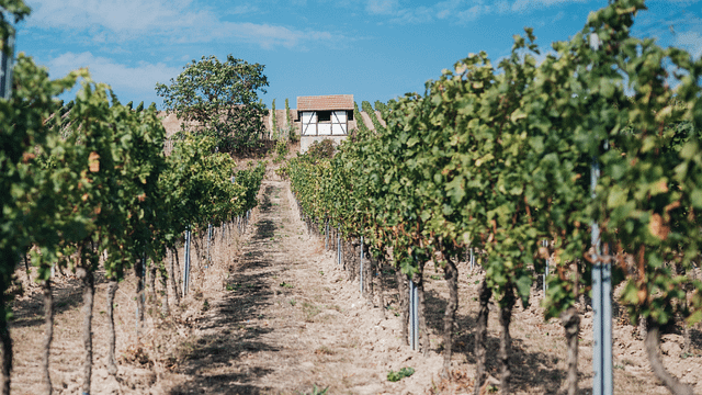Neverland Vineyards