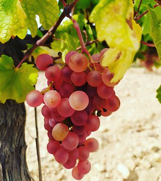 Cata de vinos en Bodegas Visendra
